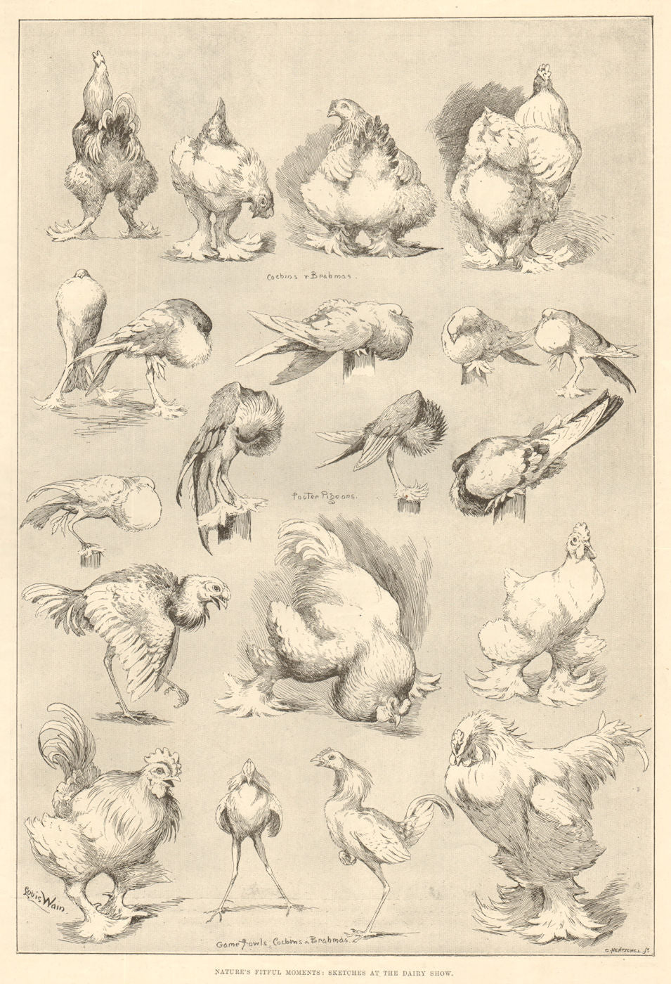 Nature's fitful moments: the dairy show. Poultry pigeons game fowl. Farming 1890